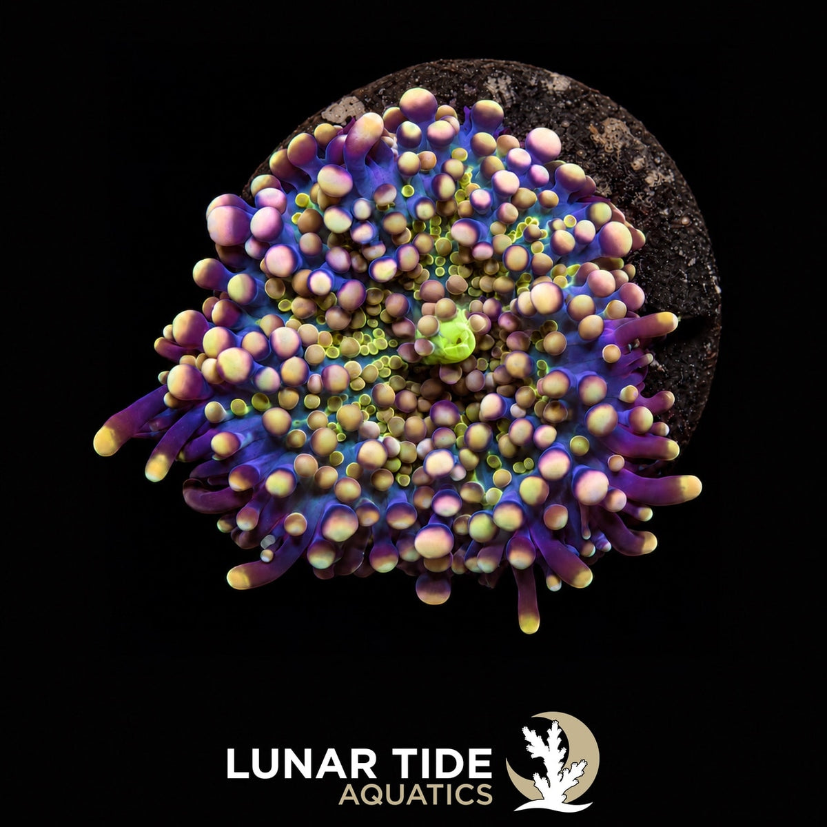 Galactic Ganja Mushroom coral