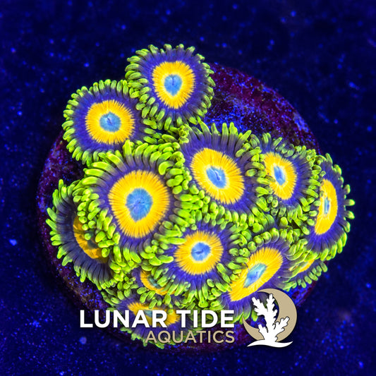 Lunar Tide Aquatics coral photo
