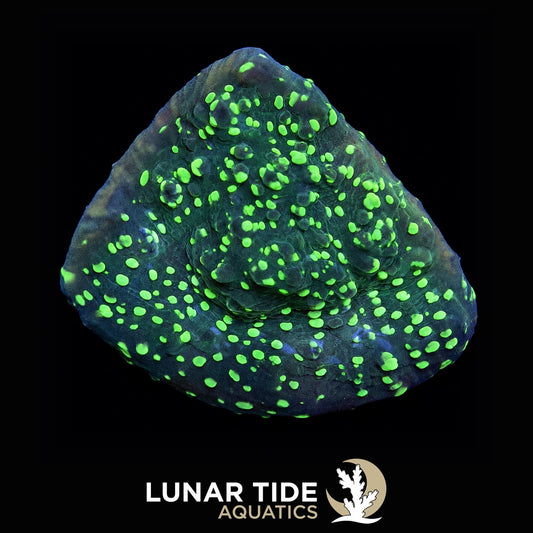 Convict Chalice coral