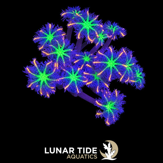 Lunar Tide Aquatics coral photo