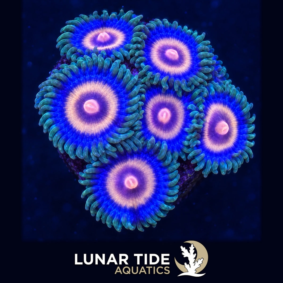Super Girl Zoas coral