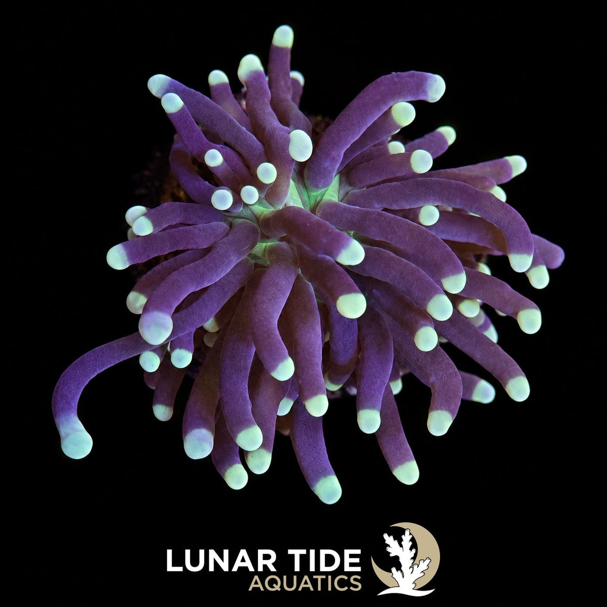 Joker Torch coral