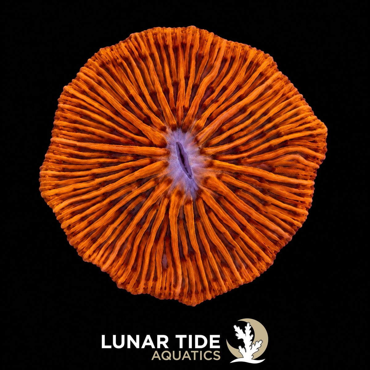 LT Molten Ember Plate Coral coral