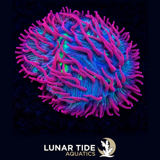 LT Super Nova Diaseris Plate Coral coral