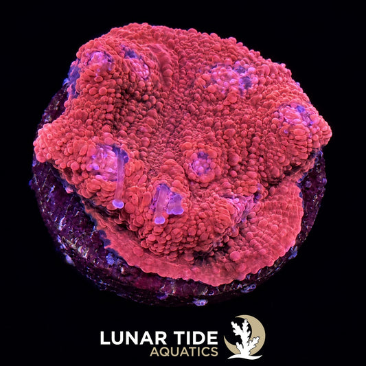 Lunar Tide Aquatics coral photo