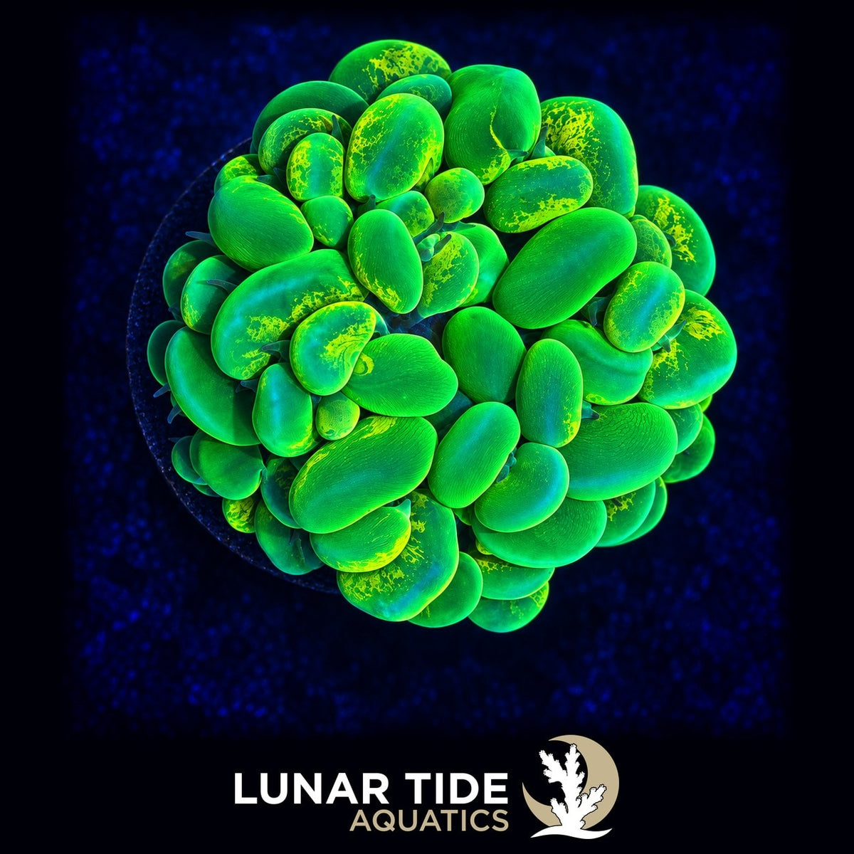 LT Solar Flare Splatter Bubble Coral coral