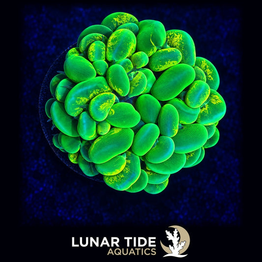 LT Solar Flare Splatter Bubble Coral coral