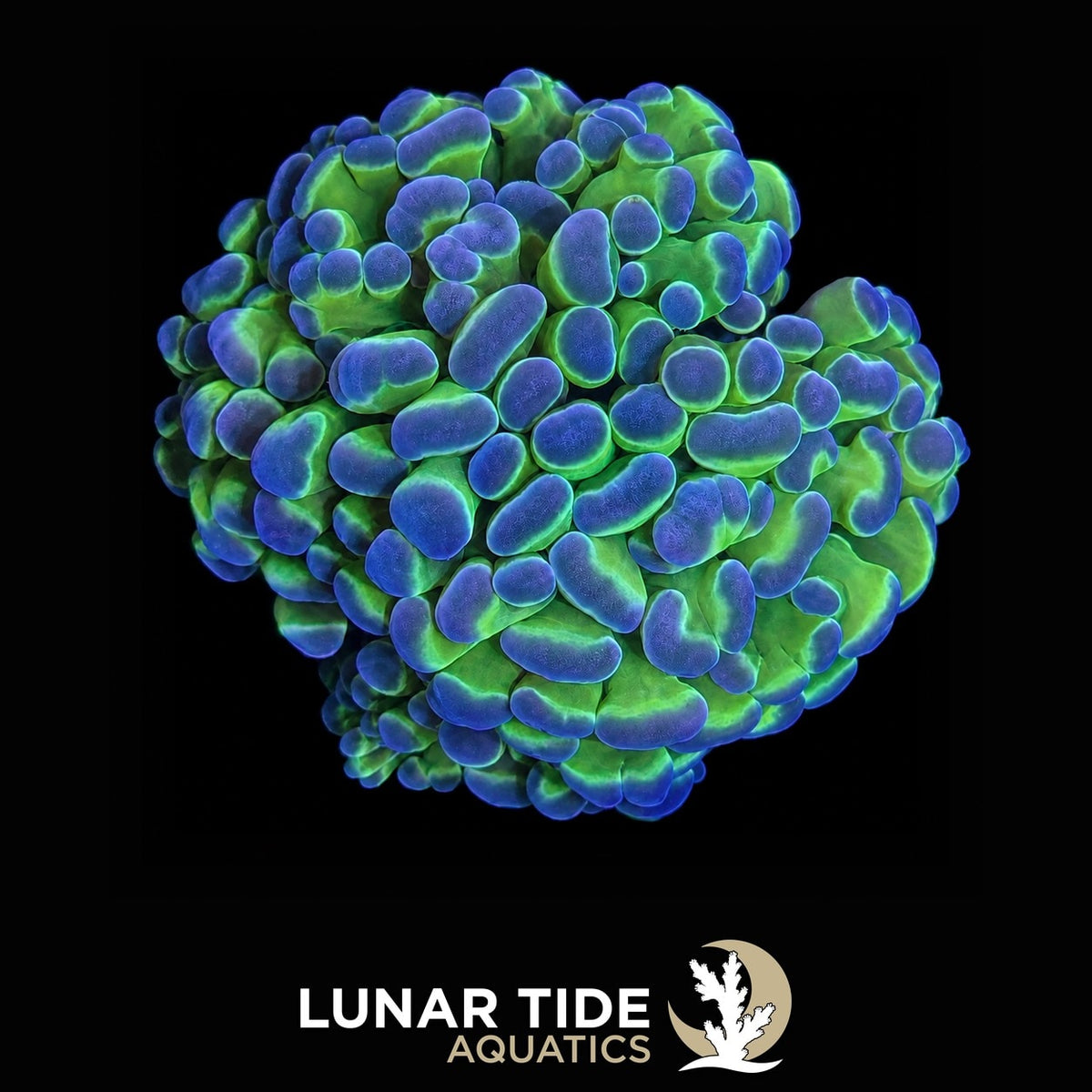 True Hologram Hammer coral
