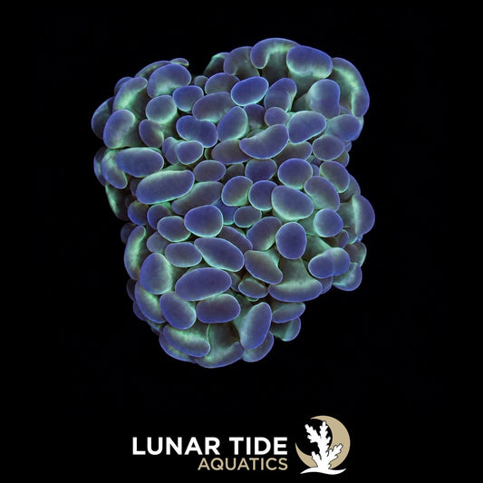 Glo-Up Hologram Hammer coral