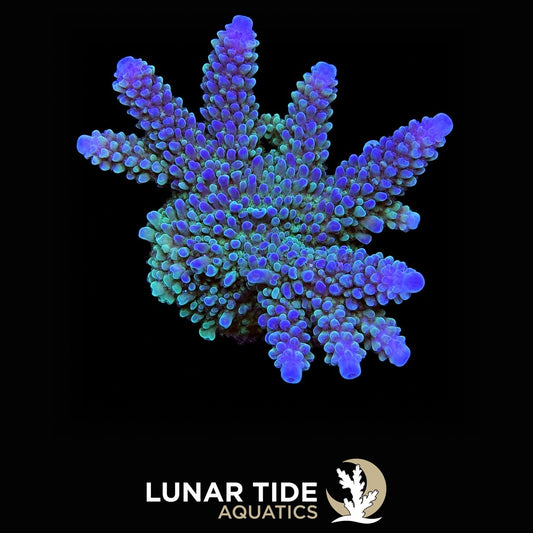 Blue Horn Acropora tenuis coral
