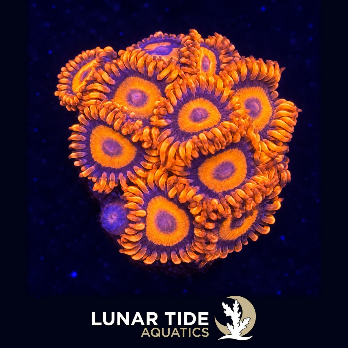 Orange Oxides coral