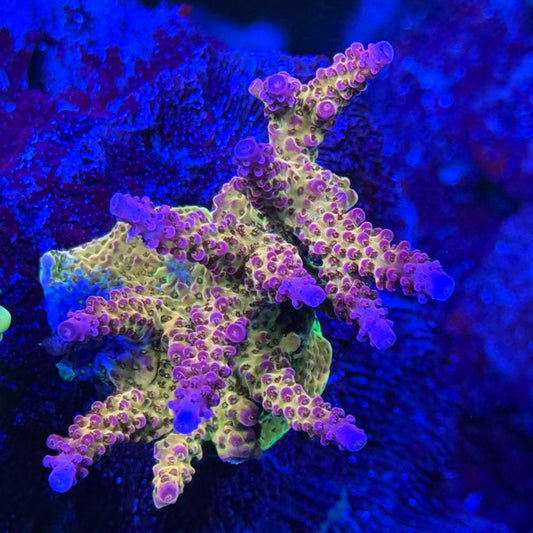 Lunar Tide Aquatics coral photo