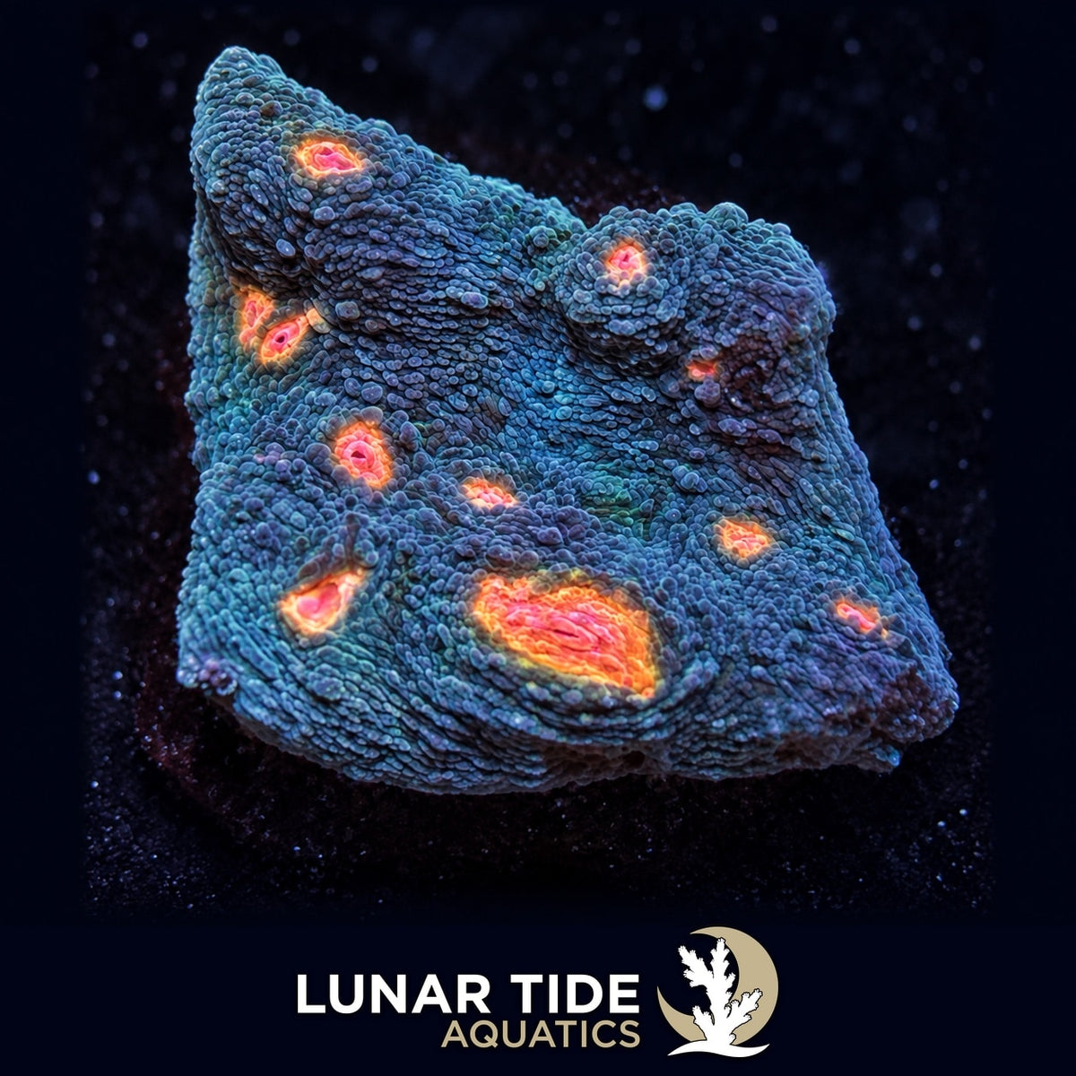 Miami Hurricane Chalice coral