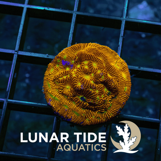 Jack-O-Lantern Lepto coral
