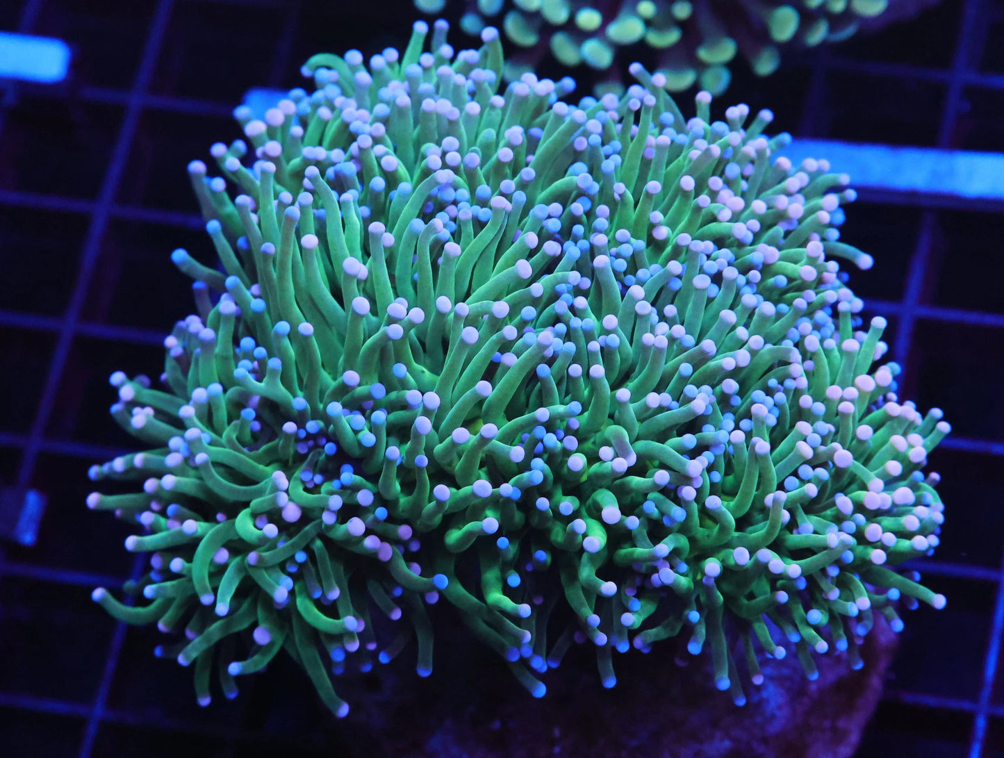LTA Malaysian Skittles Torch coral Euphyllia glabrescens single head lineage