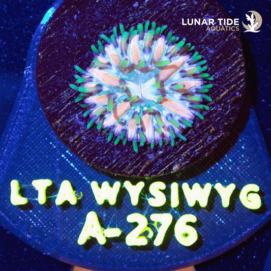LTA Moon Petal Plate Coral