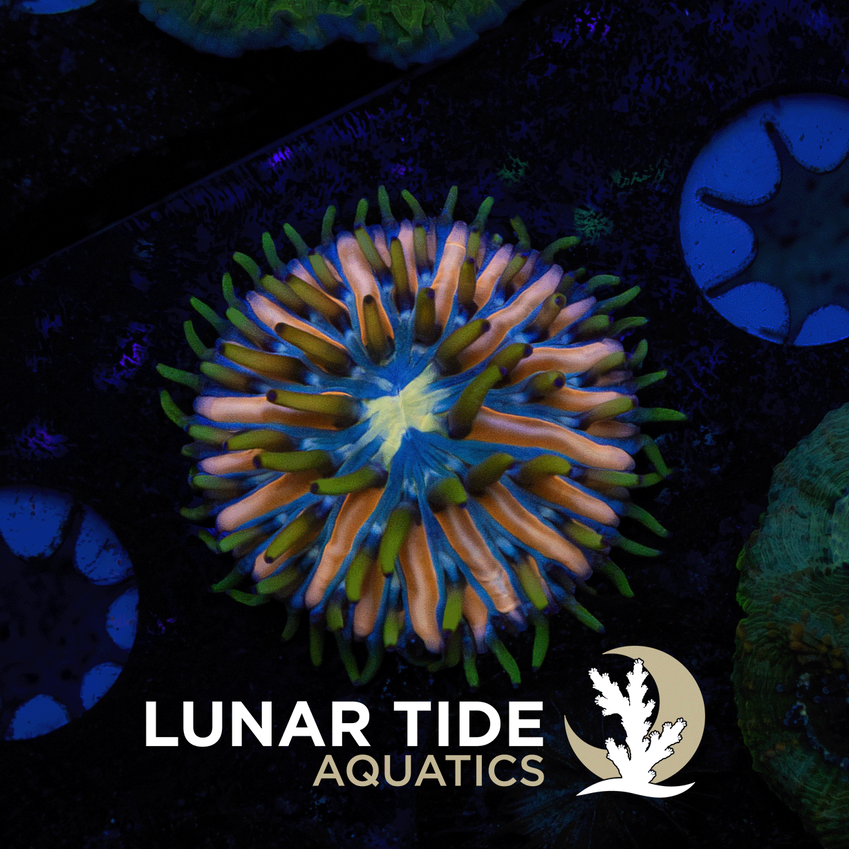 Moon Petal Plate Coral coral