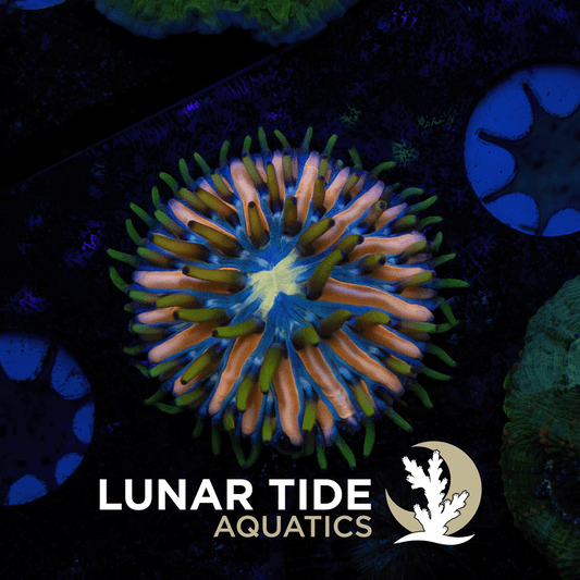 Moon Petal Plate Coral coral