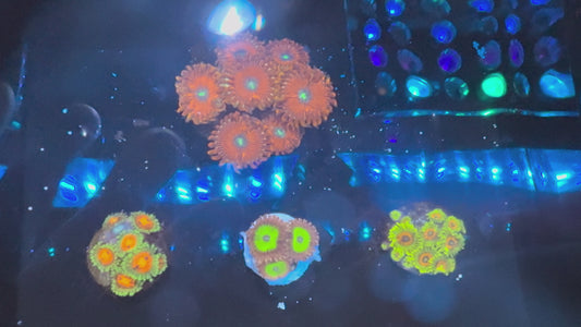 Zoa Pack - 005 (WYSIWYG)