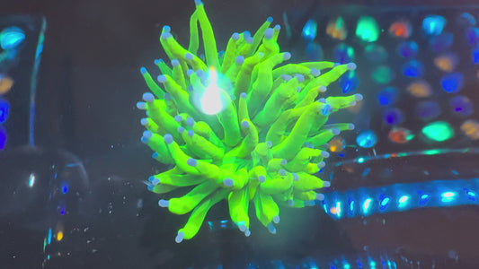 LTA - Maricultured Holy Grail (WYSIWYG)