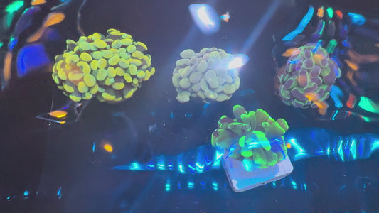 Euphyllia 4-Pack (005) (WYSIWYG)