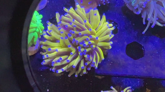 Ultra Gold 24K Torch Coral