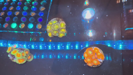 Zoa Pack - 004 (WYSIWYG)