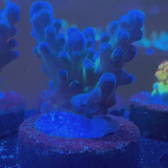 JF Frankies Kryptonite Acropora