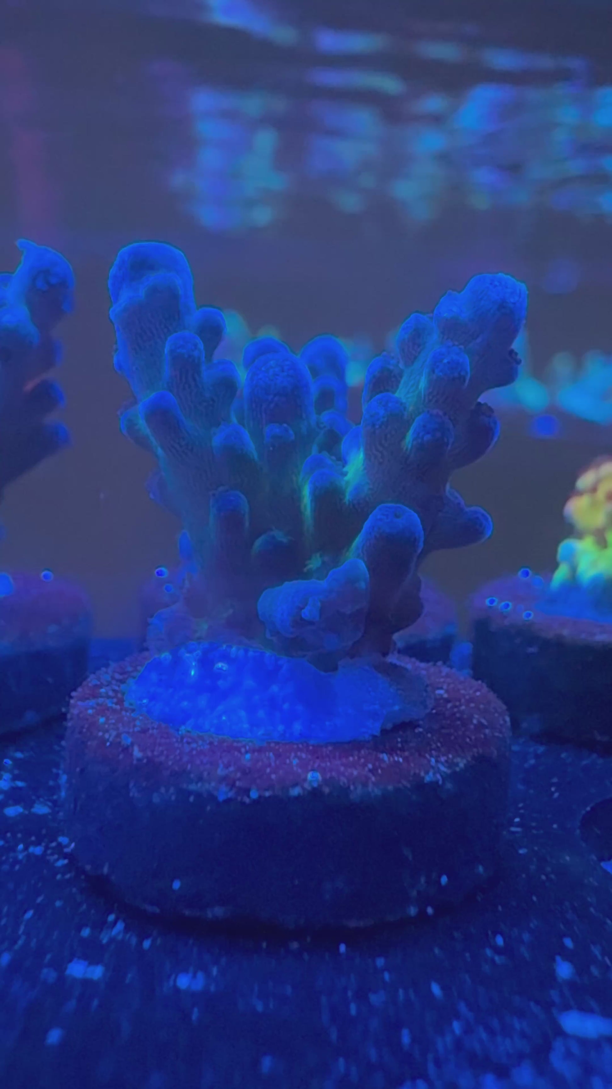 JF Frankies Kryptonite Acropora