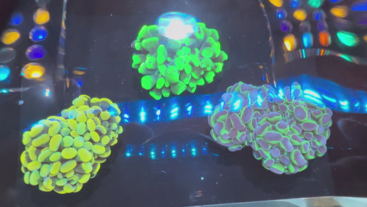 Euphyllia 3-Pack (WYSIWYG)