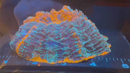 LTA Ultra Rainbow Acanthophyllia  - WYSIWYG #202