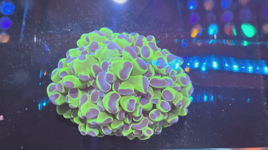 LTA - Double Head of Hologram Hammer (WYSIWYG)