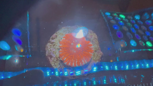 LTA - Red Tides Scoly