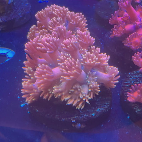LTA Dawnfire Goniopora