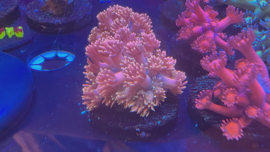 LTA Dawnfire Goniopora