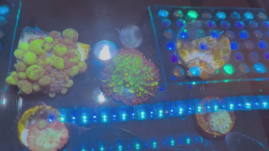 Mushroom 2-Pack (WYSIWYG)