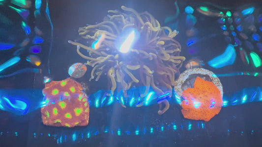 Mixed Coral (004) 3-Pack (WYSIWYG)