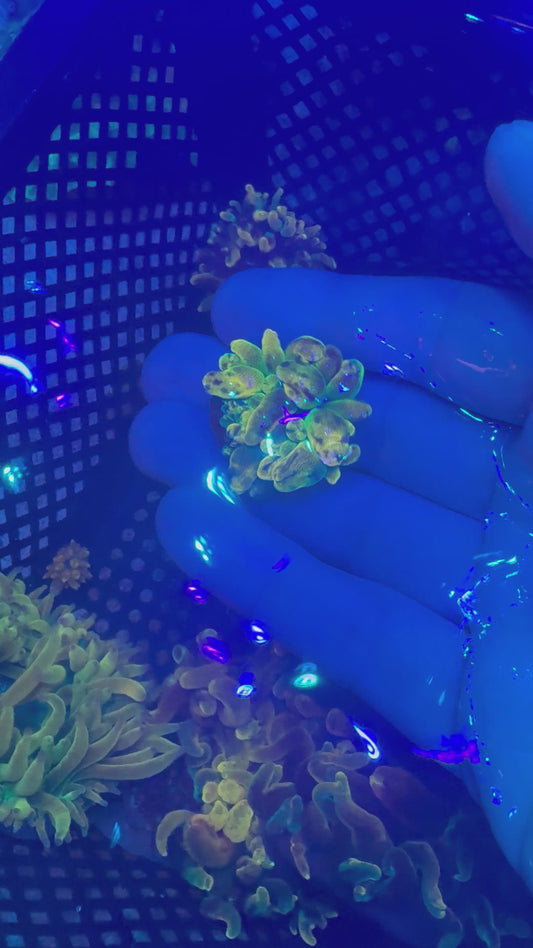 WYSIWYG - Chicago Sunburst Bubble Tip Anemone - 2