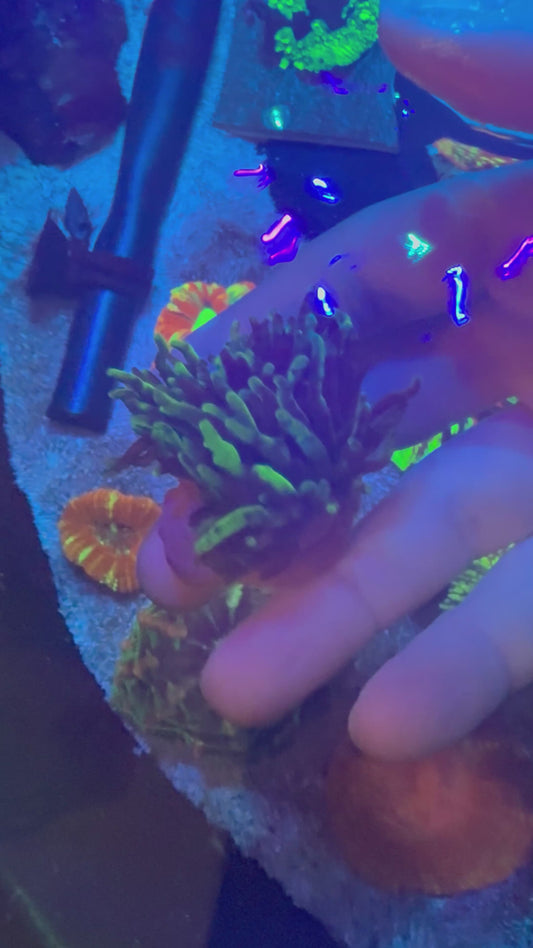 Purple Passion Bubble Tip Anemone