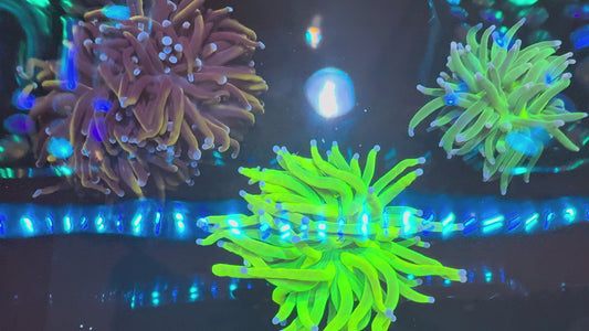 Torch 3-Pack (WYSIWYG)