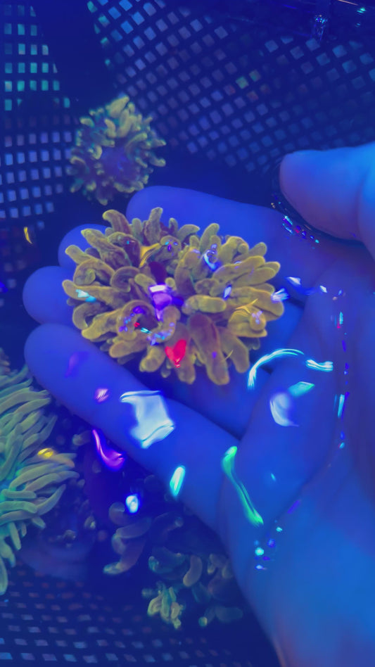 Chicago Sunburst Bubble Tip Anemone