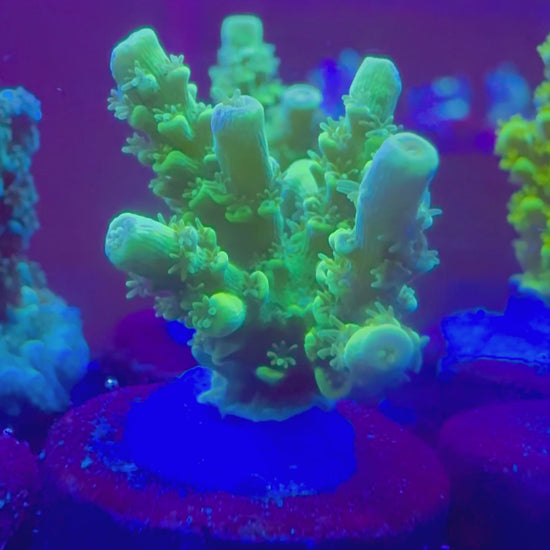 Aussi Green Slimer Acropora