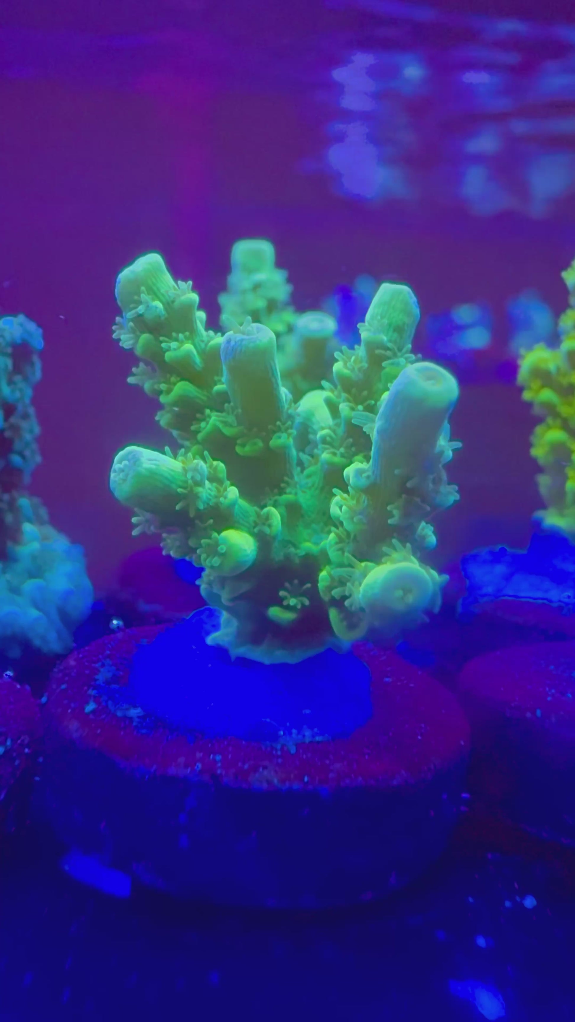 Aussi Green Slimer Acropora