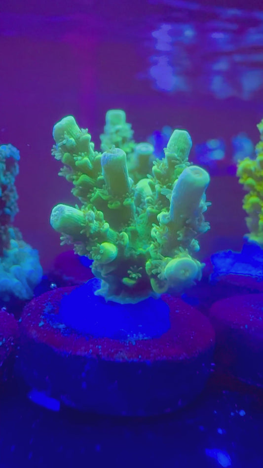 Aussi Green Slimer Acropora
