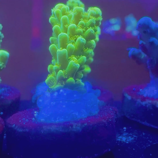 Bali Green Slimer Acropora