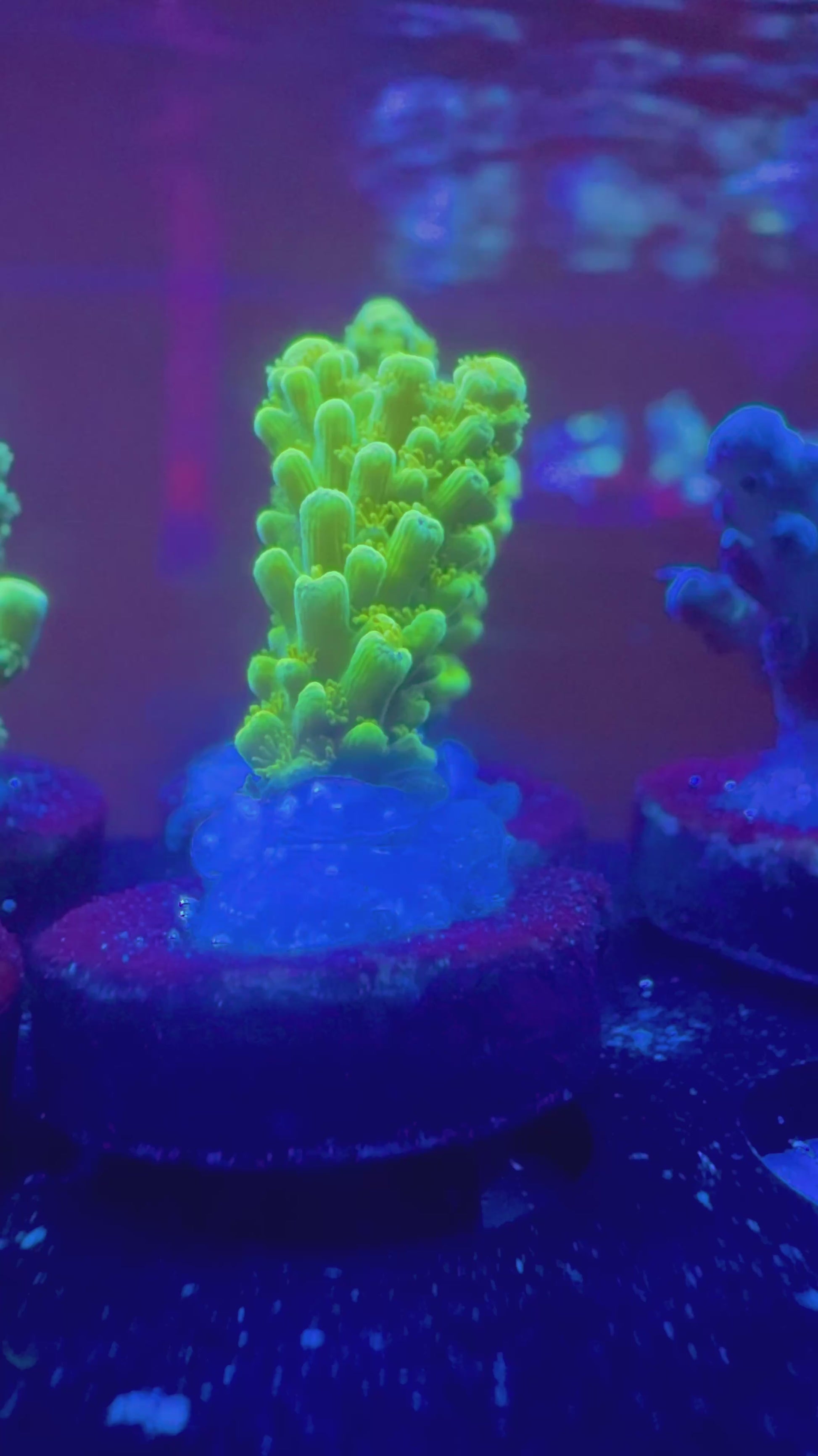 Bali Green Slimer Acropora