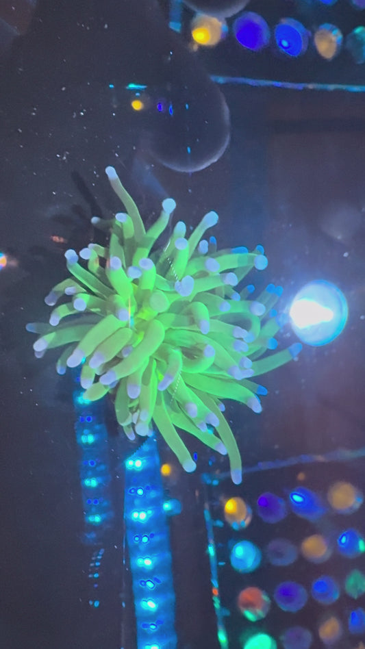 LTA - Malaysian Green Torch with blueish-Purple Tips (WYSIWYG)