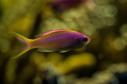 Purple Queen Anthias (Mirolabrichthys tuka)