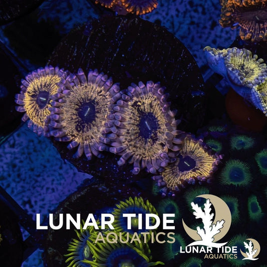 LT Purple Punch Zoas coral